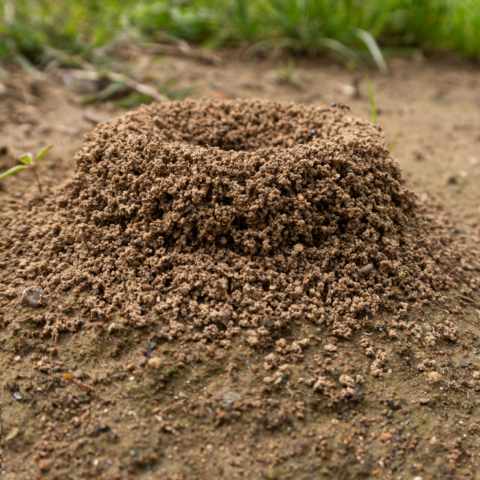 2kg Proszek na Mrówki Preparat na Mrówki Usuwa Gniazda VACO MAX 2x 1kg 2kg Proszek na Mrówki Preparat na Mrówki Usuwa Gniazda VACO MAX 2x 1kg