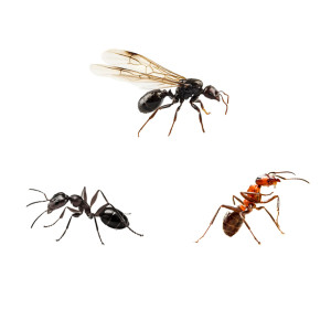 2kg Proszek na Mrówki Preparat na Mrówki Usuwa Gniazda VACO MAX 2x 1kg