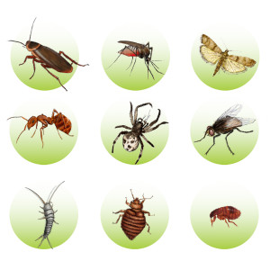 3x Zabójcza Płytka owadobójcza na Pluskwy i inne owady VACO MAX