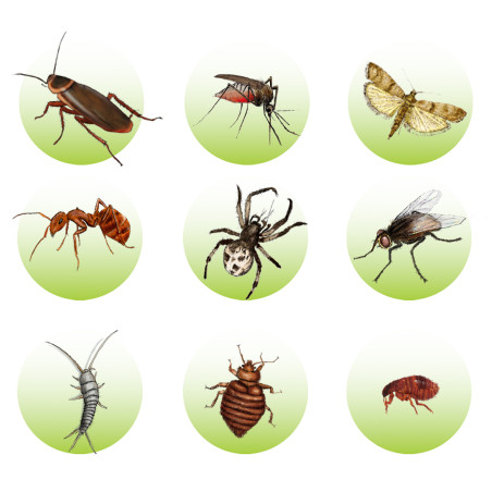 3x Zabójcza Płytka owadobójcza na Pluskwy i inne owady VACO MAX