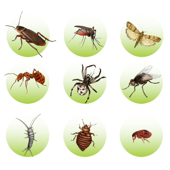 3x Zabójcza Płytka owadobójcza na Rybiki i inne owady VACO