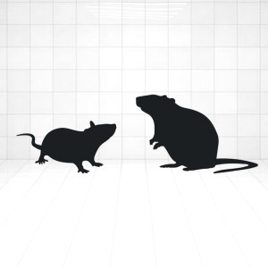 Trutka na szczury i myszy 1kg granulat VACO ( słoik )