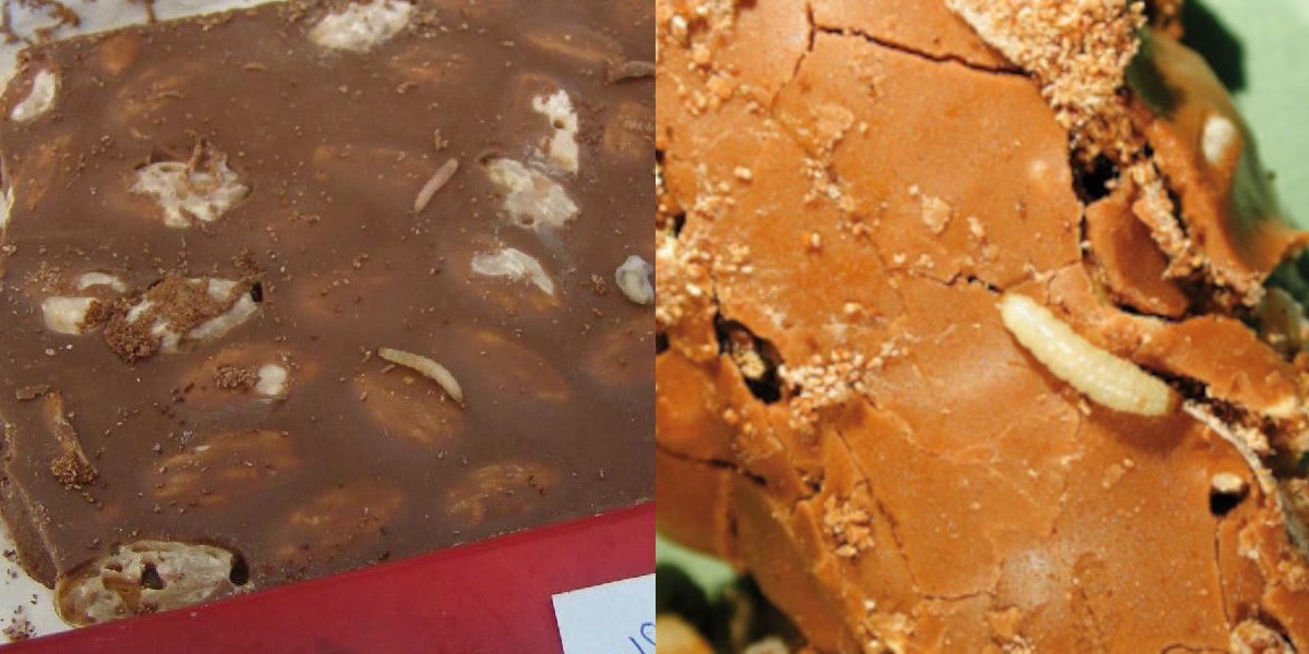 Larwy mole spożywczego żerujace na czekoladzie