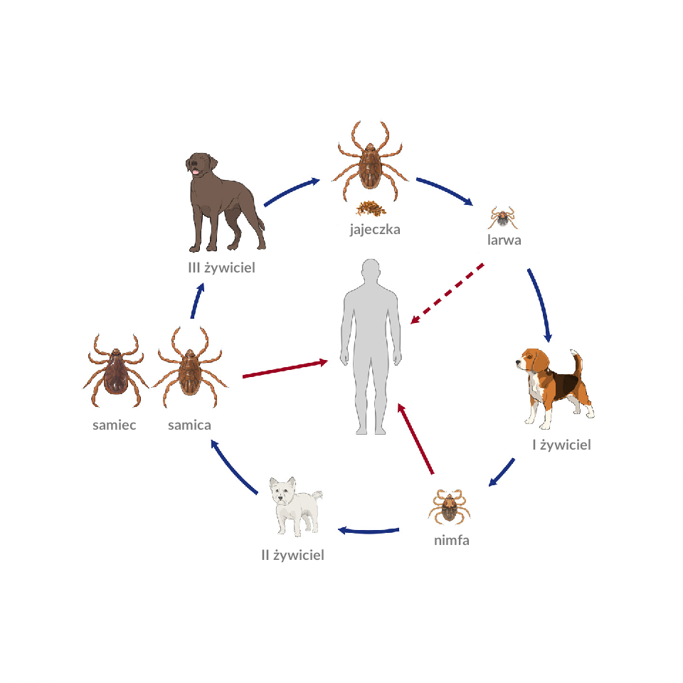 cykl życia kleszczy