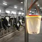 VACO MAX pułapka na muchy XXL z wabikiem 1 szt.